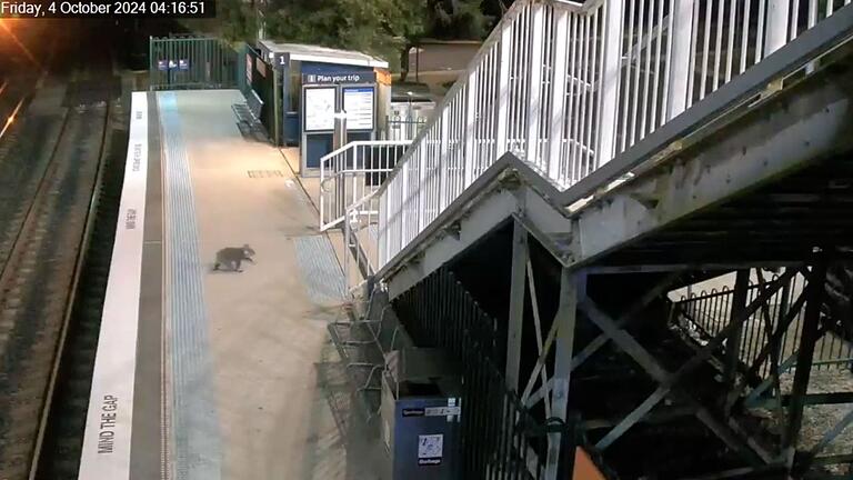 Koala an Bahnhof bei Sydney       -  Der Koala hat den Bahnhof ausgiebig erkundet.