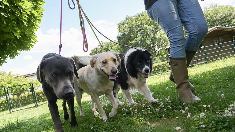 Hundepension in Schlüchtern.jpeg - Wer ohne seinen Hund in den Urlaub fährt, kann ihn in einer Tierpension betreuen lassen. Hundepension in Schlüchtern.jpeg - Wer ohne seinen Hund in den Urlaub fährt, kann ihn in einer Tierpension betreuen lassen.