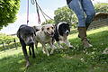 Hundepension in Schlüchtern.jpeg       -  Wer ohne seinen Hund in den Urlaub fährt, kann ihn in einer Tierpension betreuen lassen.