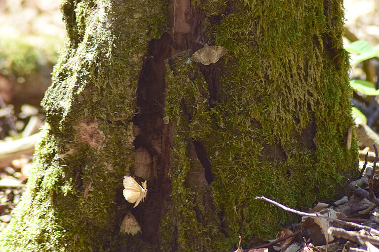 Schwammspinner-Befall in einem Waldstück bei Hettstadt im Landkreis Würzburg.&nbsp;