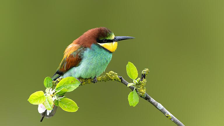 Der Bienenfresser galt als ausgestorben. Nun nimmt die Vogelart in Unterfranken wieder zu.       -  Der Bienenfresser galt als ausgestorben. Nun nimmt die Vogelart in Unterfranken wieder zu.