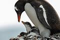 Antarktis-Konferenz in Hobart - Weddellmeer       -  In der Antarktis leben Pinguin-Kolonien.