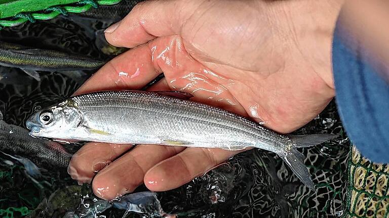 Fischereiforschungsstelle Langenargen - Felchen sind die „Brotfische“ der Bodenseefischer – hier ein junges Exemplar. Im Bodensee werden es immer weniger, laut Ansicht von Fischern weil zu wenig Phosphat im Wasser ist. Fischereiforschungsstelle Langenargen - Felchen sind die „Brotfische“ der Bodenseefischer – hier ein junges Exemplar. Im Bodensee werden es immer weniger, laut Ansicht von Fischern weil zu wenig Phosphat im Wasser ist.
