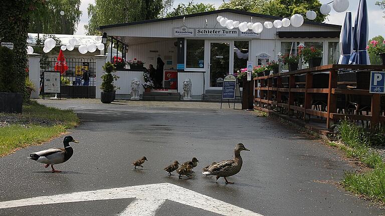 Die ersten Gäste sind auf dem Campingplatz Schiefer Turm in Kitzingen schon eingetroffen und watscheln fröhlich Richtung Mainufer. Für alle Zweibeiner öffnen die Pforten an diesem Freitag. Fotos: Ralf Dieter Die ersten Gäste sind auf dem Campingplatz Schiefer Turm in Kitzingen schon eingetroffen und watscheln fröhlich Richtung Mainufer. Für alle Zweibeiner öffnen die Pforten an diesem Freitag. Fotos: Ralf Dieter