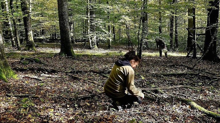 Ausnahmewochen im Sailershäuser Wald: Über drei Wochen hinweg waren Sammeltrupps in fünf ausgewiesenen Gebieten unterwegs, um Eicheln aufzulesen.
