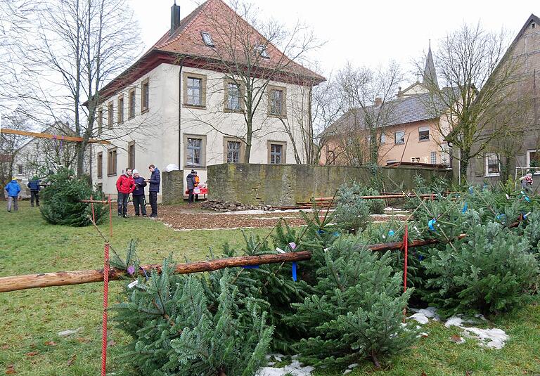 Im Pfarrgarten konnten Christbäume in verschiedenen Größen ausgesucht werden. Im Pfarrgarten konnten Christbäume in verschiedenen Größen ausgesucht werden.