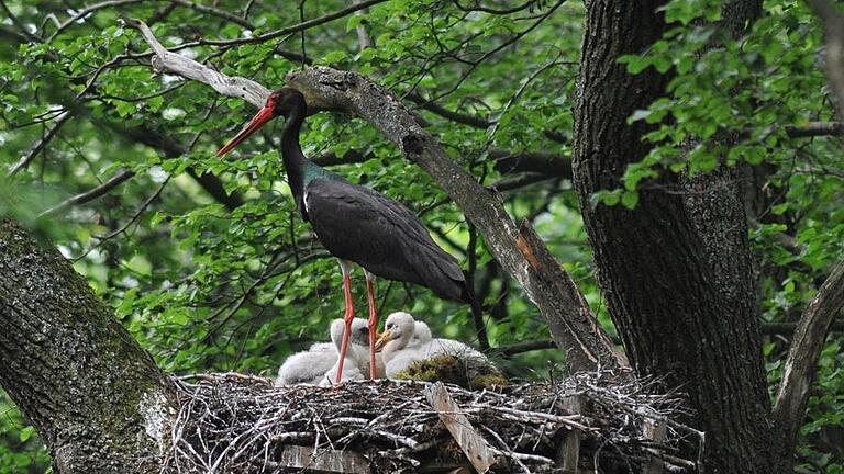 Der Schwarzstorch - hier ein Altvogel mit Jungen - findet in der Rhön immer weniger geeignete Nahrungsbiotope.  Foto: Arnulf Müller       -  Der Schwarzstorch - hier ein Altvogel mit Jungen - findet in der Rhön immer weniger geeignete Nahrungsbiotope.  Foto: Arnulf Müller