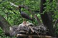 Der Schwarzstorch - hier ein Altvogel mit Jungen - findet in der Rhön immer weniger geeignete Nahrungsbiotope.  Foto: Arnulf Müller       -  Der Schwarzstorch - hier ein Altvogel mit Jungen - findet in der Rhön immer weniger geeignete Nahrungsbiotope.  Foto: Arnulf Müller