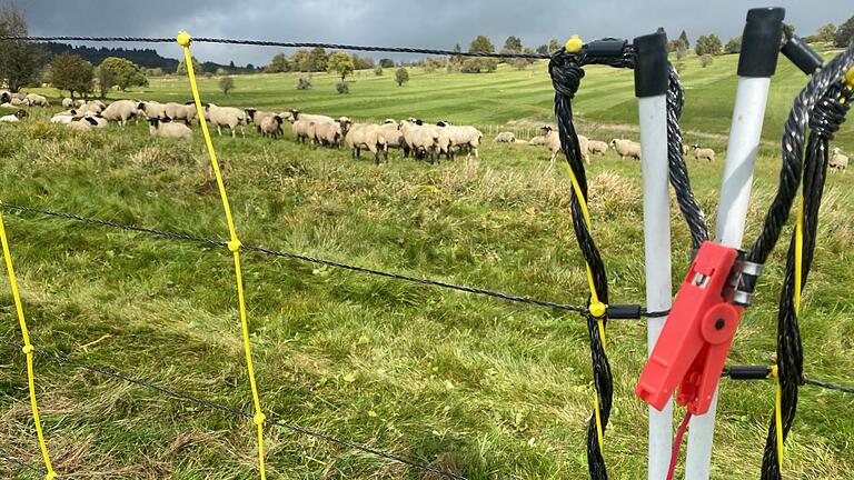 Eine Voraussetzung für die Abschusserlaubnis der beiden Wölfe in der Rhön ist, dass sie gelernt haben, Herdenschutzzäune zu überwinden. Davon gehen zumindest die Genehmigungsbehörden aus.