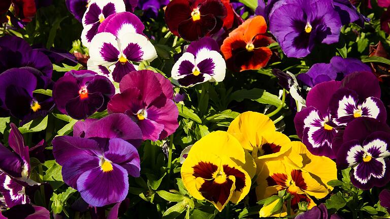 Stiefmütterchen gibt es in vielen Farben und Formen. Sie sorgen&nbsp; im Frühling für ein buntes Blütenmeer im Garten.