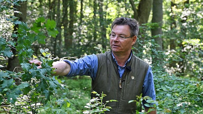 Ganz in seinem Element: Der Würzburger Stadtförster Karl-Georg Schönmüller ist als ehrenamtlicher Waldbeauftragter für den Stiftungswald „Heiligenhölzchen“ in Güntersleben zuständig. Ganz in seinem Element: Der Würzburger Stadtförster Karl-Georg Schönmüller ist als ehrenamtlicher Waldbeauftragter für den Stiftungswald „Heiligenhölzchen“ in Güntersleben zuständig.