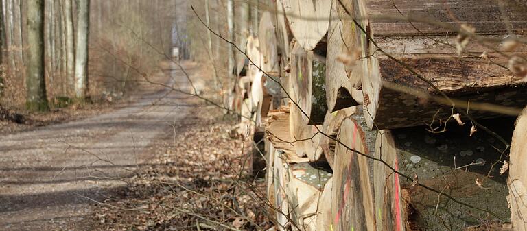 Gefällte Buchenstämme liegen entlang eines Waldwegs zum Verkauf bereit. Der Einfluss der zunehmenden Hitze und Trockenheit auf den Holzzuwachs im Wald ist bei der Berechnung des jährlichen Hiebsatzes noch nicht berücksichtigt.