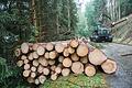 Borkenkäfer-Taskforce im Frankenwald       -  Durch den Borkenkäfer geschädigtes Holz muss so schnell wie möglich aus dem Wald.