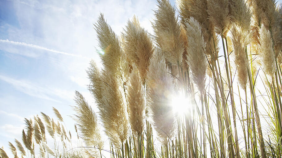 Close up of stalks of wheat outdoors