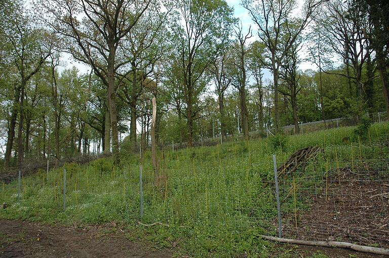 Stellenweise wurde Wildobst angepflanzt und mit einem Zaun vor Verbiss gesichert. Stellenweise wurde Wildobst angepflanzt und mit einem Zaun vor Verbiss gesichert.