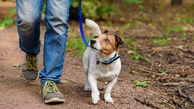 Auch unser Eustach überlegt gerade, sich einen Hund zum Gassigehen anzuschaffen.