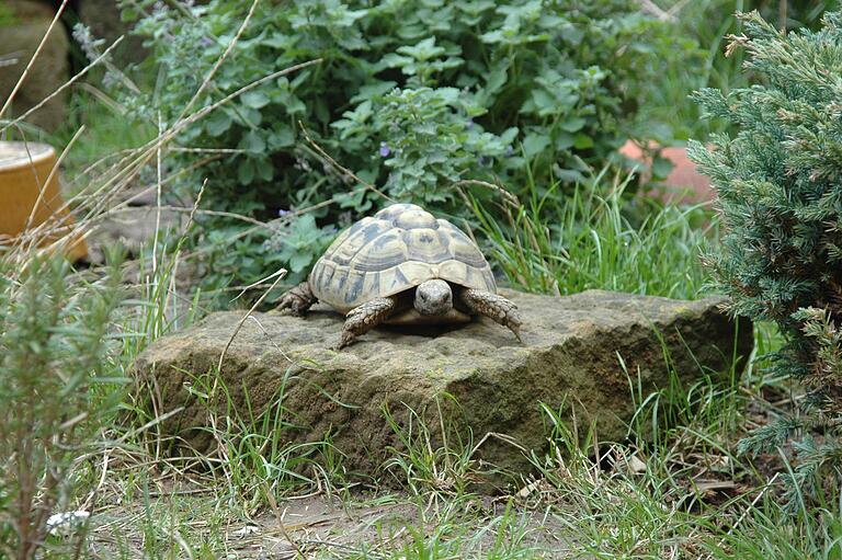 Griechische Landschildkröten sind gute Kletterer. Das Gehege in Lendershausen bietet den Panzertieren genug Möglichkeiten sich auszuleben.