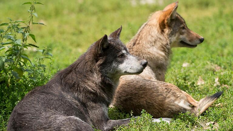 Frisch verliebt, das dürfte auch das Wolfspaar auf dem Truppenübungsplatz Wildflecken sein. Dadurch ergeben sich naturbedingt einige Fragen, zum Beispiel was die Namensgebung für den Nachwuchs betrifft.