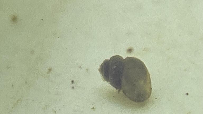 Die Rhönquellschnecke findet man nur in sehr sauberen Waldquellen. - Die Rhönquellschnecke findet man nur in sehr sauberen Waldquellen. Die Rhönquellschnecke findet man nur in sehr sauberen Waldquellen. - Die Rhönquellschnecke findet man nur in sehr sauberen Waldquellen.