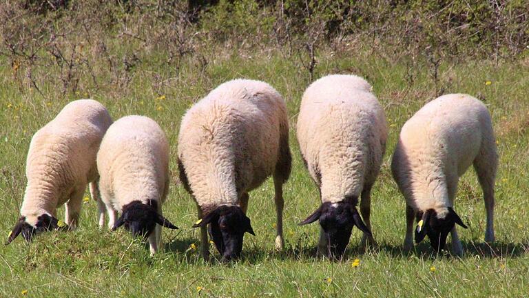 Das Rhönschaf mit seinem charakteristischen schwarzen Kopf, ist eine typische Rasse der Region  Fotos: Martin Kremer       -  Das Rhönschaf mit seinem charakteristischen schwarzen Kopf, ist eine typische Rasse der Region  Fotos: Martin Kremer