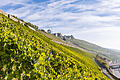 Bald zu trocken zum Winzern? Die Weinlage Würzburger Stein auf einem Foto von September 2022 .