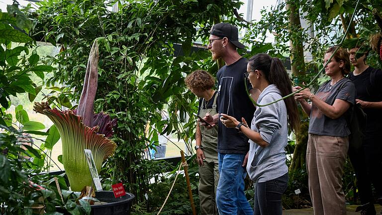 Zehntausend Menschen kamen am Freitag in den Botanischen Garten in Würzburg, um die blühende Titanenwurz zu sehen.