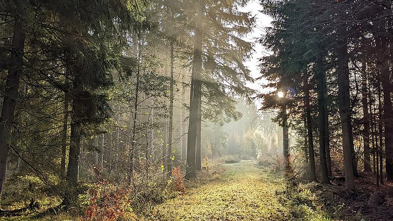 Morgenstimmung im Stadtwald, er umfasst 1300 Hektar. Morgenstimmung im Stadtwald, er umfasst 1300 Hektar.