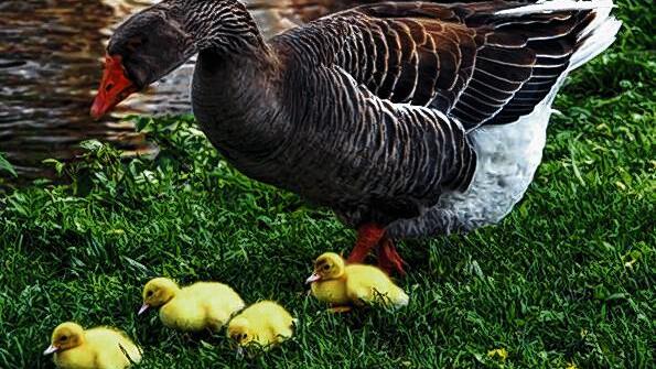 Gut behütet: Entenküken im Gänsemarsch.