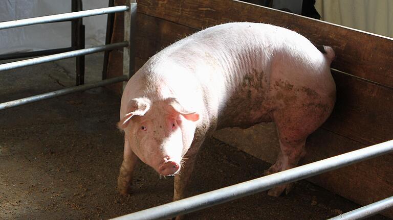 Ein Schwein in einem Haltestand vor der Schlachtung in der Metzgerei Eisfelder