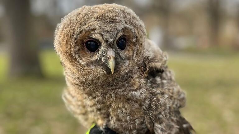 'Teddy', der kleine Kauz, brachte die Berufsfeuerwehr Würzburg wieder in sein Nest. 'Teddy', der kleine Kauz, brachte die Berufsfeuerwehr Würzburg wieder in sein Nest.