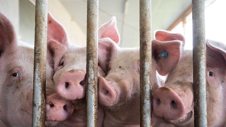 Schweine       -  Schweine in einem Schweinestall im baden-württembergischen Böhmenkirch. Die Haltung von Nutztieren geht in Deutschland kontinuierlich zurück.