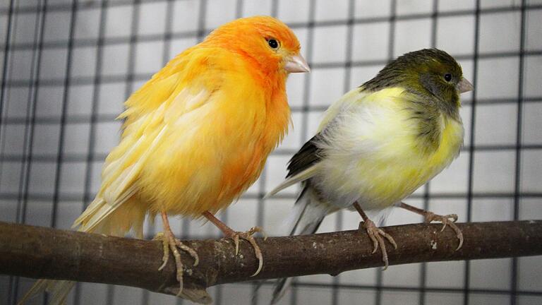 Lebenswillen zeigten diese beiden Kanarienvögel: Sie waren in  erbärmlichem Zustand, haben sich im Tierheim aber gut erholt.