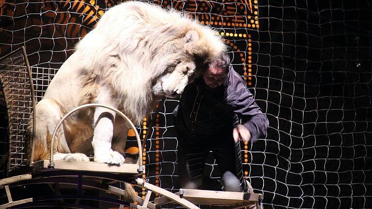 Auf Kuschelkurs mit dem Löwen. Gut gesichert hinter Gitter begab sich Zirkusdirektor und Dompteur Martin Lacey Jr. bei der Raubtiernummer mit seinen Löwen und Tigern auf Augenhöhe mit den Tieren.