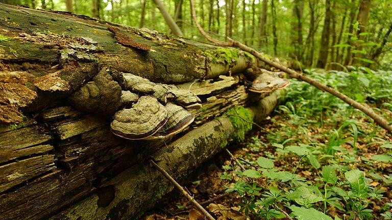 Totholz ist nach Ansicht des Vereins Nationalpark Steigerwald nicht nur ein optimaler Lebensraum für Kleinstlebewesen, sondern auch ein guter Speicher für Kohlenstoff. Totholz ist nach Ansicht des Vereins Nationalpark Steigerwald nicht nur ein optimaler Lebensraum für Kleinstlebewesen, sondern auch ein guter Speicher für Kohlenstoff.