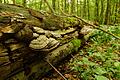 Totholz ist nach Ansicht des Vereins Nationalpark Steigerwald nicht nur ein optimaler Lebensraum für Kleinstlebewesen, sondern auch ein guter Speicher für Kohlenstoff.
