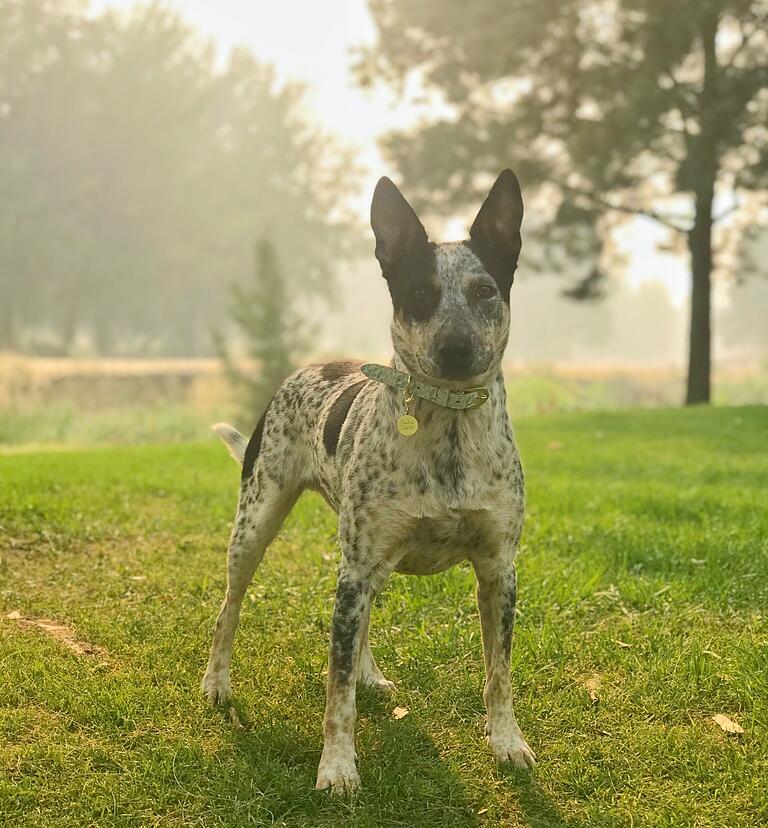 Kathrins treuer Begleiter in Australien war 'Pirate', ihr Hund. Im Hintergrund ist nicht Nebel zu sehen, sondern der Qualm der großen Buschbrände, der Ende vergangenen Jahres das ganze Land überzog.