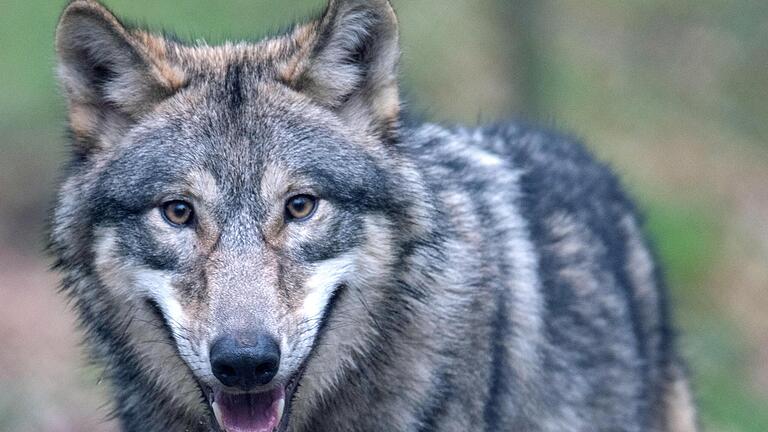 Nun steht es fest: Wölfe haben Damwild von Walter Müller gerissen.       -  Nun steht es fest: Wölfe haben Damwild von Walter Müller gerissen.