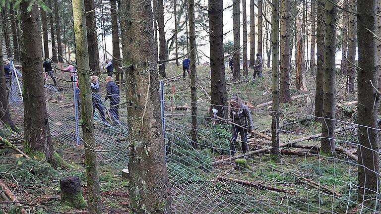 Gemündener Schüler helfen einen Tag beim Pflanzen von Bäumen beim Bergwaldprojekt mit. Gemündener Schüler helfen einen Tag beim Pflanzen von Bäumen beim Bergwaldprojekt mit.