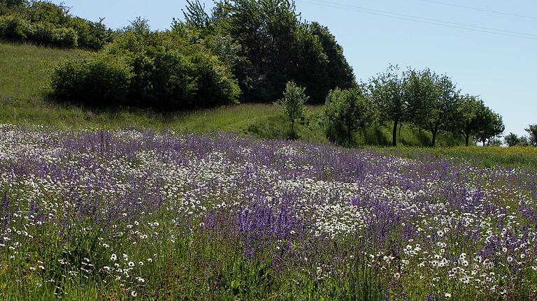 Hier ein Blick auf eine Naturschutzfläche bei Ebelsbach mit Wiesensalbei und Margeriten.