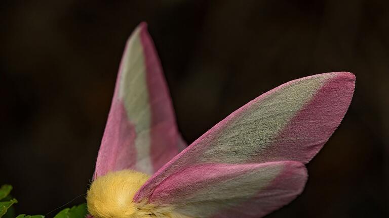 Fliegendes Sahnebonbon als Musterbeispiel der Evolution       -  Hübsch sieht der Falter Dryocampa rubicunda mit seinen zarten Farben und der wilden Löwenmähne aus.