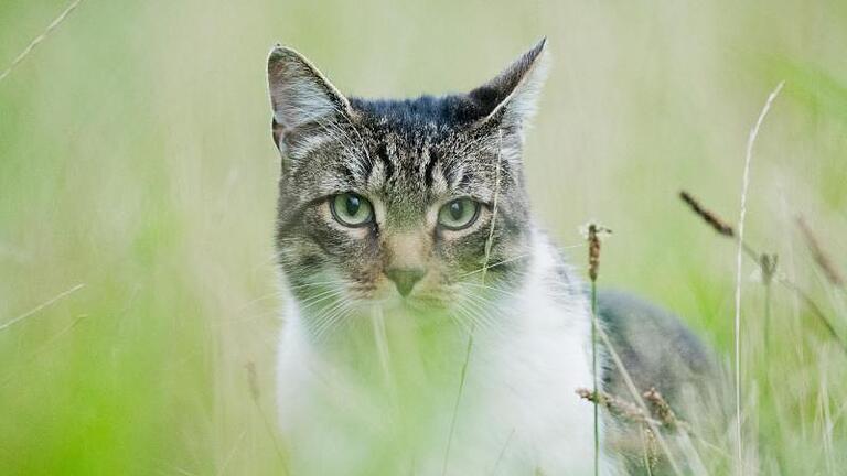 Was tun mit einer zugelaufenen Katze? Foto: Julian Stratenschulte/dpa - Wer eine Katze als Haustier hält, muss dabei einiges beachten. Was tun mit einer zugelaufenen Katze? Foto: Julian Stratenschulte/dpa - Wer eine Katze als Haustier hält, muss dabei einiges beachten.