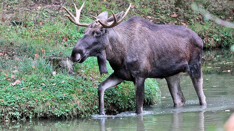 Elch Lasse, das Wappentier des Schweinfurter Wildparks, ist tot.&nbsp;