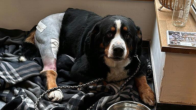 Berner Sennenhund 'Loui' wurde in der Nähe von Würzburg vermutlich von einem Auto angefahren.