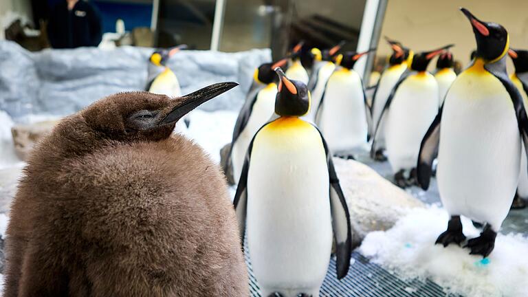 Pinguin Pesto - Der kugelrunde Pesto ist zum Social-Media-Star avanciert. Pinguin Pesto - Der kugelrunde Pesto ist zum Social-Media-Star avanciert.