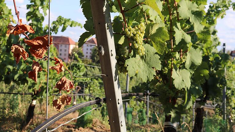 Tröpfchenbewässerung wie hier in den Weinbergen der Lage Kitzinger Wilhelmsberg soll künftig auch den Reben in Iphofen über den Trockenstress helfen. Tröpfchenbewässerung wie hier in den Weinbergen der Lage Kitzinger Wilhelmsberg soll künftig auch den Reben in Iphofen über den Trockenstress helfen. 