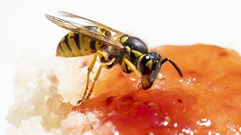 Sommer 2020, Wespen sind im Anflug, Wespenplage       -  Gefundenes Fressen: Eine Wespe labt sich an einem Marmeladenbrot.