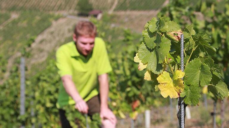 Die letzte Konsequenz für Winzer Lorenz Neder: Wasser in die Weinberge schaffen Foto: Carmen Schmitt       -  Die letzte Konsequenz für Winzer Lorenz Neder: Wasser in die Weinberge schaffen Foto: Carmen Schmitt