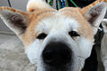 Akita Inu.jpg       -  Einer der berühmtesten Hunde der Geschichte gehört zur Rasse 'Akita Inu'. Welchen Charakter haben die Hunde?