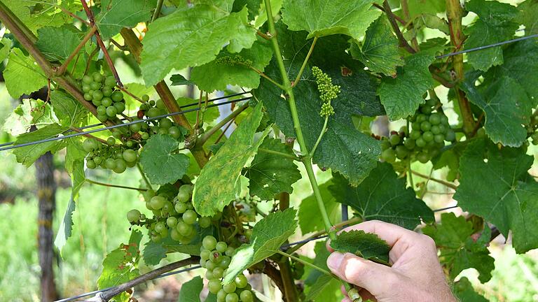 Folgen der Frostnächte im April: An manchen Weinstöcken fanden sich nicht nur Trauben unterschiedlichen Reifegrads, sondern sogar im August noch Blüten. Folgen der Frostnächte im April: An manchen Weinstöcken fanden sich nicht nur Trauben unterschiedlichen Reifegrads, sondern sogar im August noch Blüten.