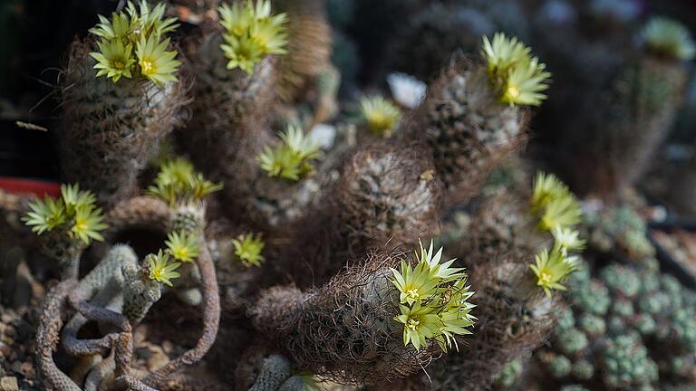 Aus einem Kakteenarm kommen oft viele Blüten. Aus einem Kakteenarm kommen oft viele Blüten.